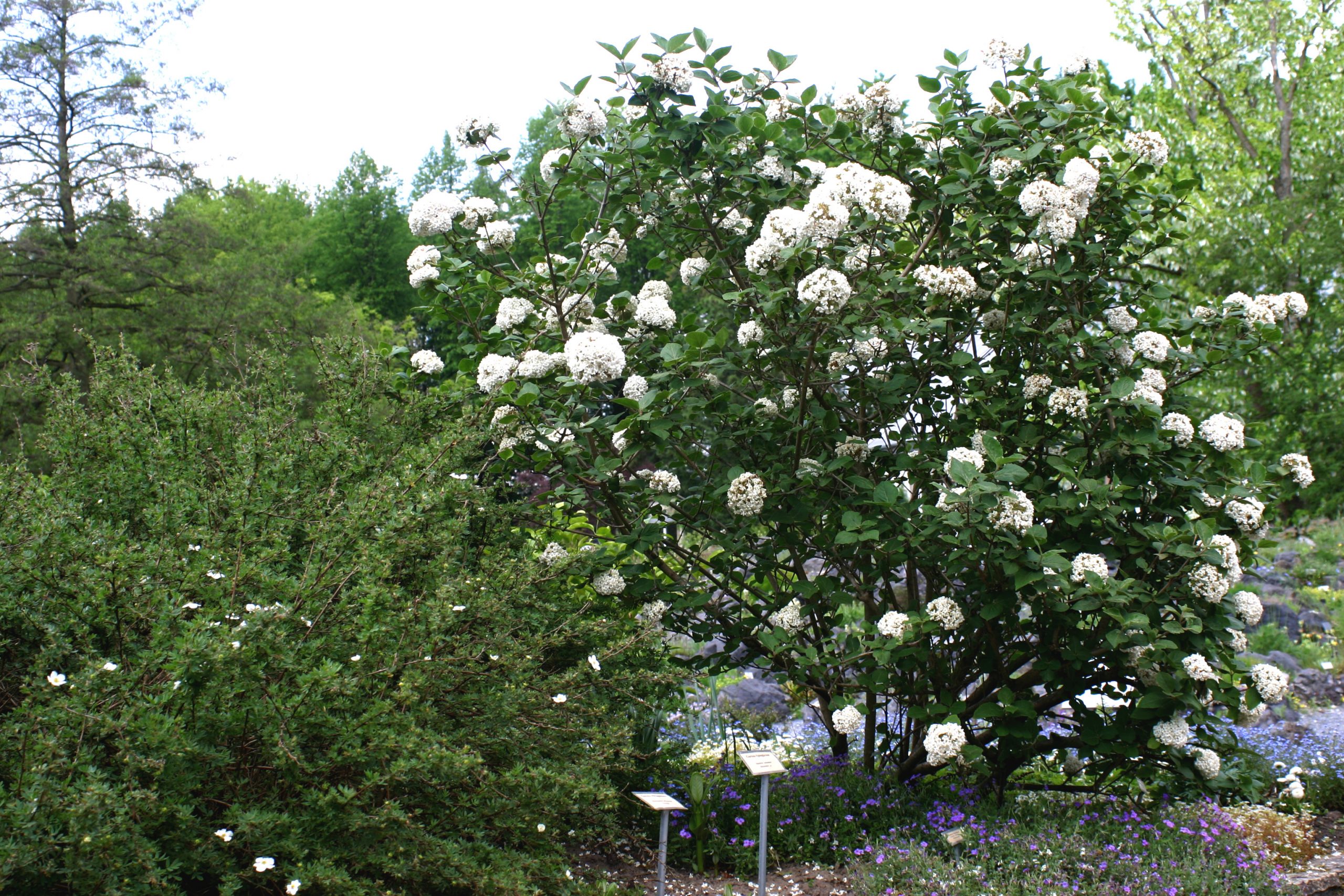 VIBURNUM Carlesii Viorne Les Plantes De Tonio