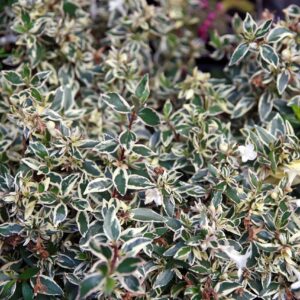Abelia × grandiflora ‘Confetti’