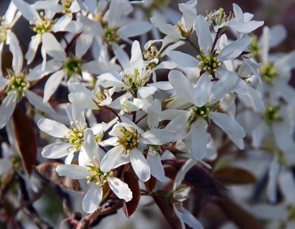 AMELANCHIER canadensis (Amélanchier du Canada) – Image 2
