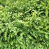 BUXUS sempervirens (Buis)