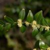 BUXUS sempervirens (Buis) – Image 2