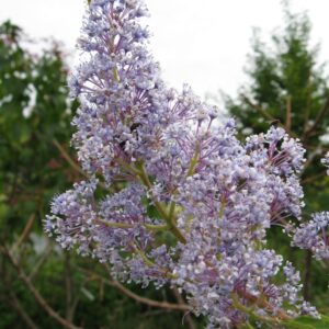 CEANOTHUS X dellilianus 'Gloire de Versailles'