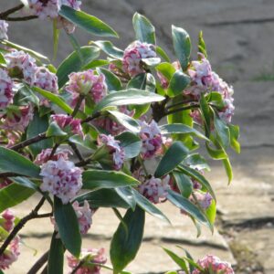 DAPHNE odora  'Aureomarginata'  (Daphné odorante)