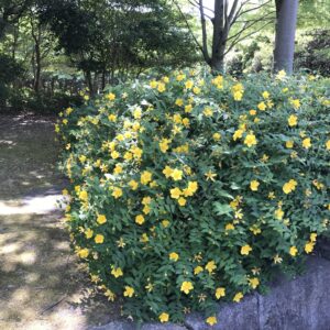 HYPERICUM frondosum 'Hidcote' (Millepertuis arbustif)