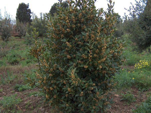 LAURUS nobilis (Laurier sauce / Laurier noble)