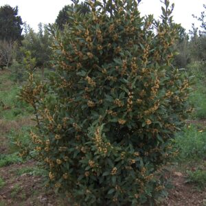 LAURUS nobilis (Laurier sauce / Laurier noble)