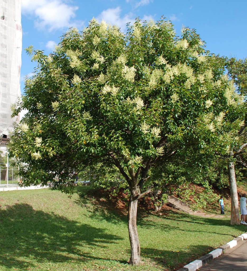 LIGUSTRUM Japonicum Tro Ne Du Japon Les Plantes De Tonio   Ligustrum Lucidum 