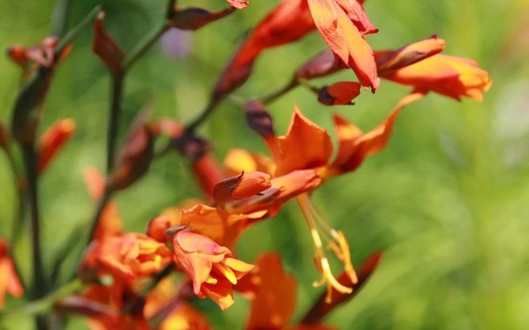 CROCOSMIA crocosmifolia ‘Emilie McKenzie’