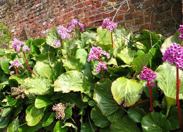 BERGENIA cordifolia