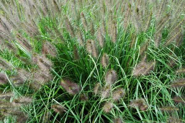 PENNISSETUM alopecuroides