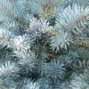 PICEA pungens 'Glauca Globosa'  (Epicéa bleu nain du Colorado)