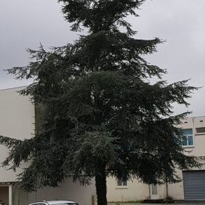 CEDRUS atlantica 'Glauca' (Cèdre de l'Atlas bleu)