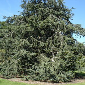 CEDRUS atlantica  (Cèdre de l'atlas)