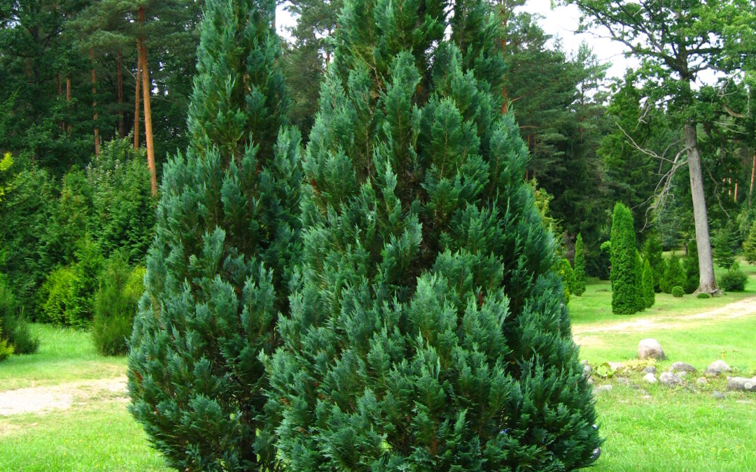 CHAMAECYPARIS lawsoniana ‘columnaris’  (Faux cyprès bleu)