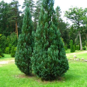 CHAMAECYPARIS lawsoniana 'columnaris'  (Faux cyprès bleu)