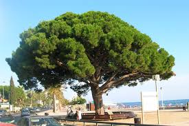 PINUS pinea  (Pin parasol)