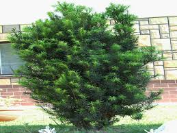 TAXUS baccata (If)