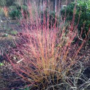 CORNUS sanguinea  'Midwinterfire'  (Cornouiller à bois orange)