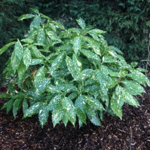 AUCUBA japonica 'Crotonifolia'