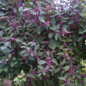 CALLICARPA bodinieri  'Profusion'  (Arbustes à bonbons)
