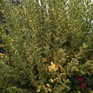 LIGUSTRUM ovalifolium 'Aureum'  (Troëne de Californie panaché)