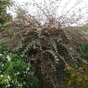COTONEASTER franchetii