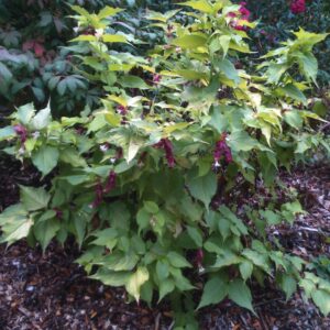 LEYCESTERIA formosa 'Golden lanterns' (Arbre à faisan doré)