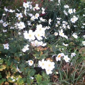 ANEMONE hybride 'Honorine Jobert' (Anémone blanche)