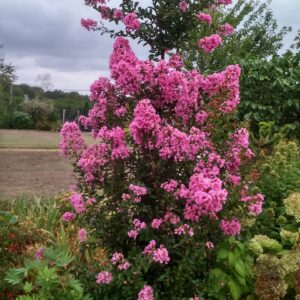 LAGERSTROEMIA  (Lilas des Indes) (Blanc, Rose, Rouge, Violet)