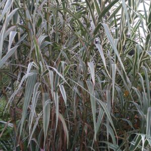 ARUNDO donax  'Variegata'  (Canne de Provence panaché)