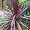CORDYLINE indivisa  'Purpurea'