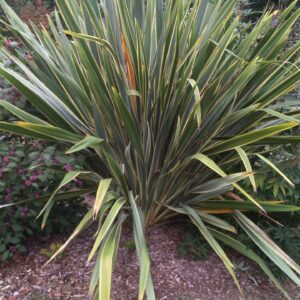 PHORMIUM tenax 'Variegata' (Lin de Nouvelle-Zélande panaché)