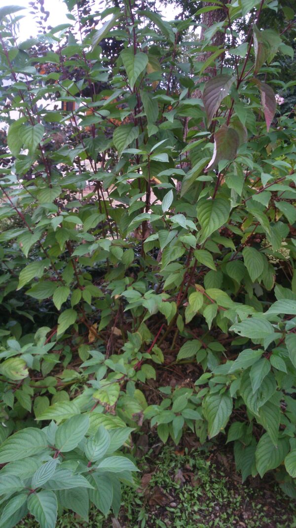 CORNUS alba  (Cornouiller à bois rouge) – Image 2