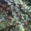 HEDERA helix (Lierre commun) – Image 3
