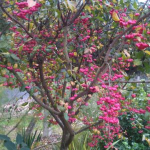 EUONYMUS europaeus  (Fusain d'Europe / bonnets d'évêques)