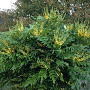MAHONIA X media 'Charity'