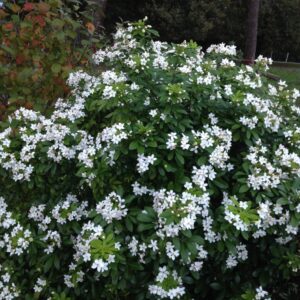 CHOISYA ternata (Oranger du Mexique)