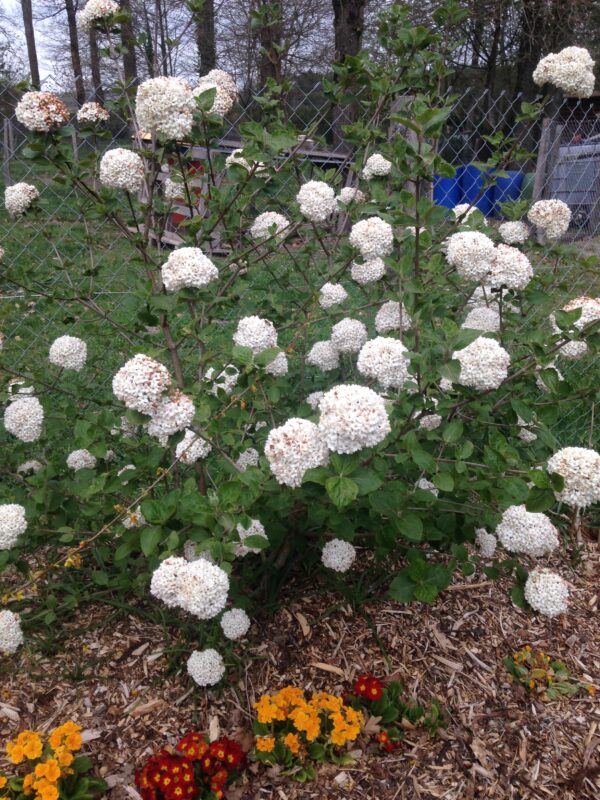 VIBURNUM x carlcephalum (Viorne)