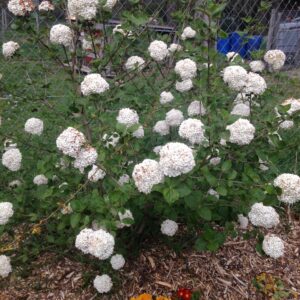 VIBURNUM x carlcephalum (Viorne)