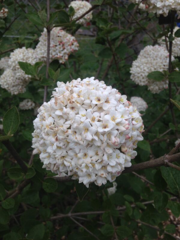 VIBURNUM x carlcephalum (Viorne) – Image 4
