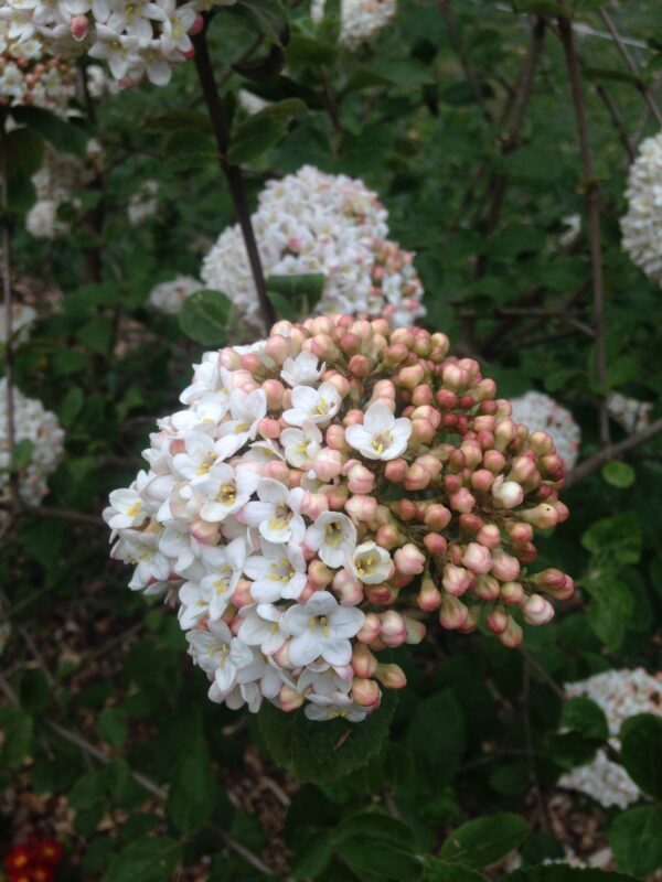 VIBURNUM x carlcephalum (Viorne) – Image 3