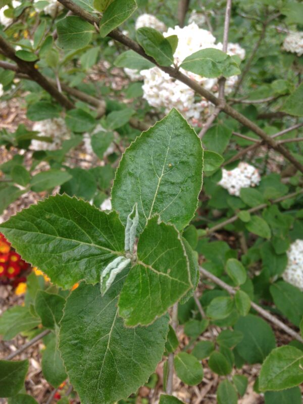 VIBURNUM x carlcephalum (Viorne) – Image 2