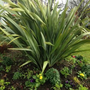 PHORMIUM tenax  (Lin de Nouvelle-Zélande)