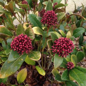 SKIMMIA japonica