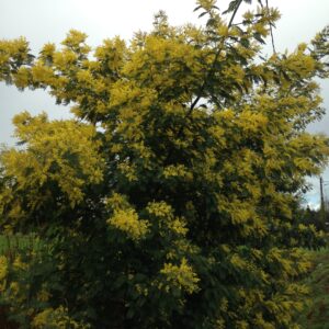 Photo de ACACIA dealbata (Mimosa)