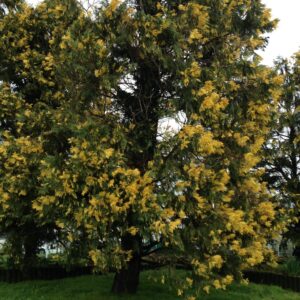 CALOCEDRUS deccurens 'Aureovariegata' (Calocèdre panaché)