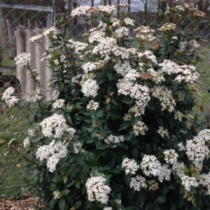 VIBURNUM tinus  (Viorne ou Laurier tin)