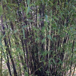 PHYLLOSTACHYS 'Nigra'  (Bambou noir)