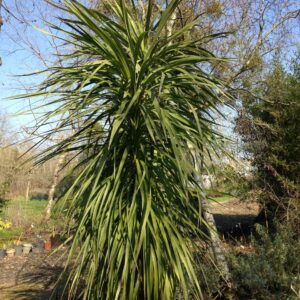 CORDYLINE indivisa