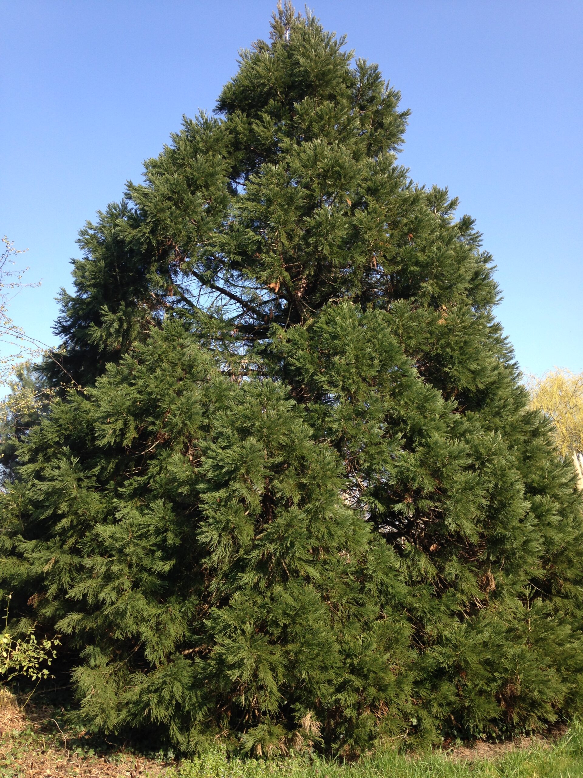 Sequoiadendron Giganteum Séquoia Géant Les Plantes De Tonio 